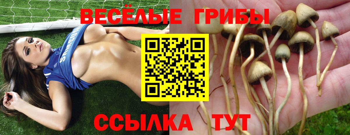 Псилоцибиновые грибы мухоморы Кингисепп